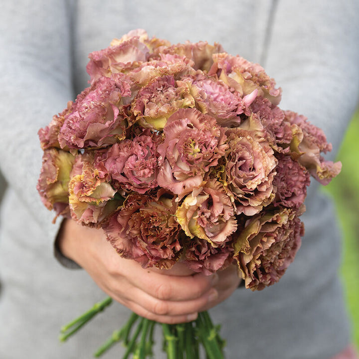 Rosanne 3 Brown Pelleted Lisianthus Flower Seeds for Planting – Heirloom, Non-GMO, High Germination