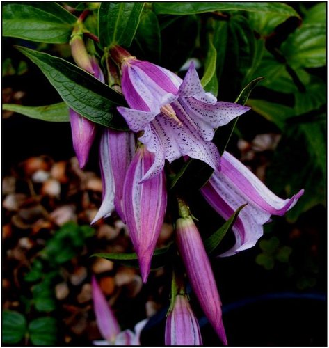 Lavender Gentiana Asclepiadea Flower Seeds for Planting – Heirloom Non-GMO, High Germination Organic Garden Seeds