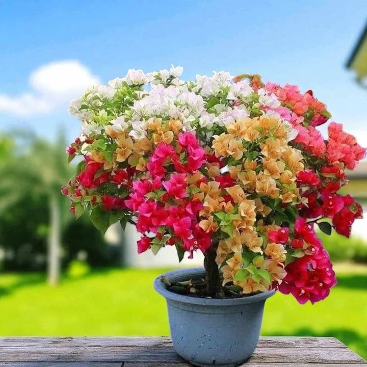 Bougainvillea Flower Seeds for Planting – Heirloom & GMO Free Seeds for Garden