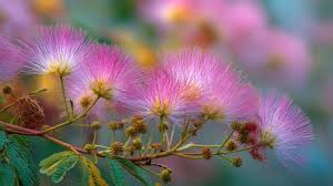 Pink Mimosa Flower Seeds for Planting | Heirloom Non-GMO Organic Garden Seeds | Garden Favorite, 100pcs
