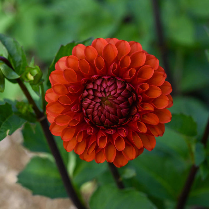 Dark Orange Dahlia Flower Seeds for Planting – Heirloom, Non-GMO, High Germination Organic Garden Seeds