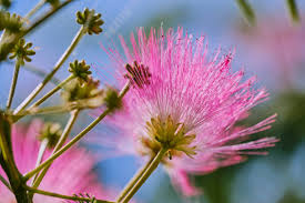 Pink Mimosa Flower Seeds for Planting | Heirloom Non-GMO Organic Garden Seeds | Garden Favorite, 100pcs