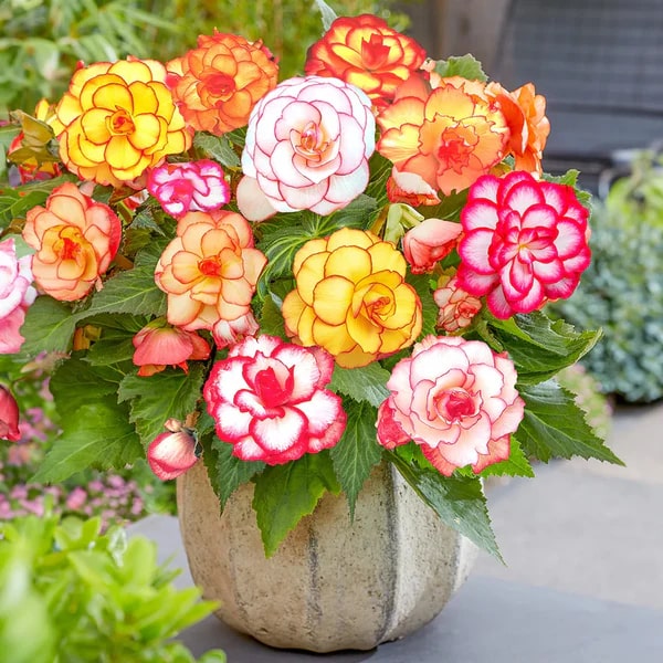 Begonia Flower Seeds for Planting – Heirloom Non-GMO Seeds for Home Garden