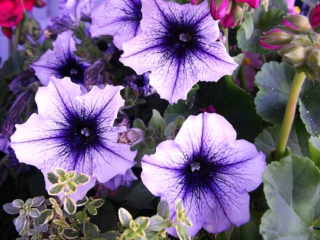 Black Purple Petunia Flower Seeds for Planting – Heirloom, Non-GMO, High Germination Organic Garden Seeds