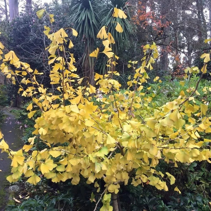 Yellow Maidenhair Flower Seeds for Planting – Heirloom, Non-GMO, Bright Blooms, High Germination Seeds