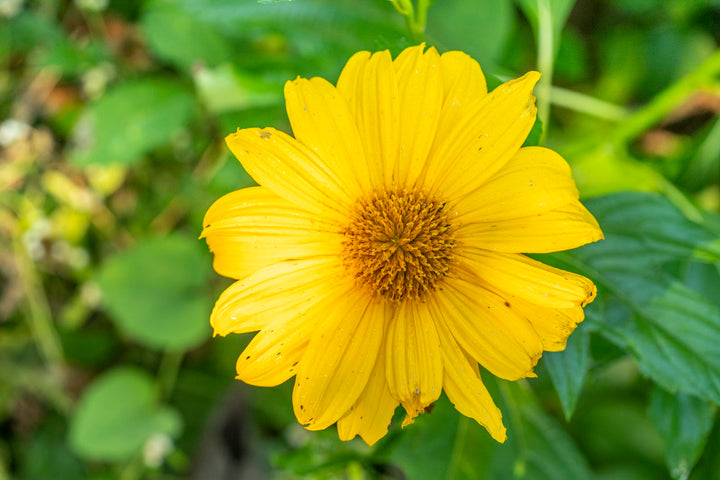 Yellow Sunflower Flower Seeds for Planting – Heirloom, Non-GMO, High Germination Organic Garden Seeds