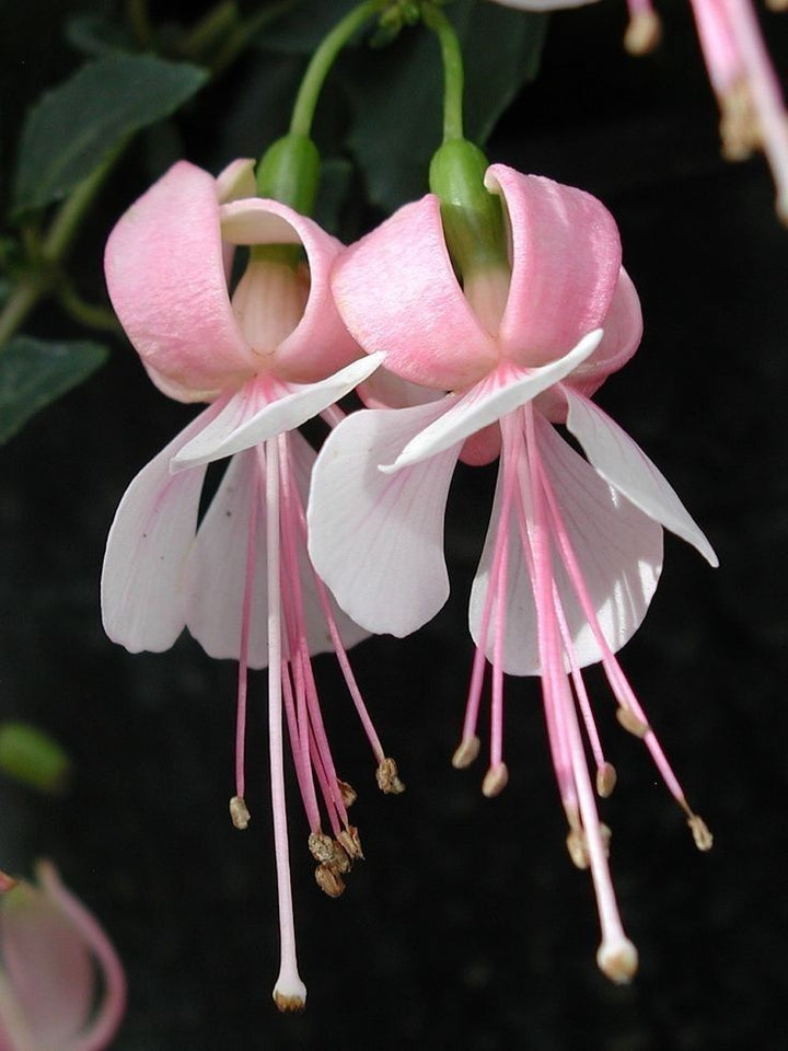 Pale Pink Fuchsia Flower Seeds for Planting – Heirloom, Non-GMO Wildflower Mix for Home Garden