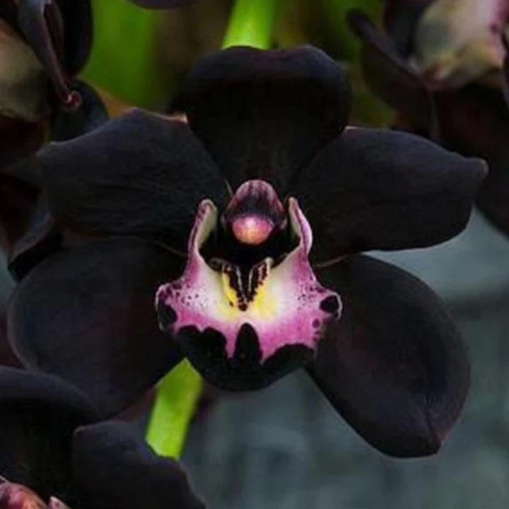 Black Cymbidium Faberi Flower Seeds for Planting – Heirloom, Non-GMO, Organic Garden Seeds