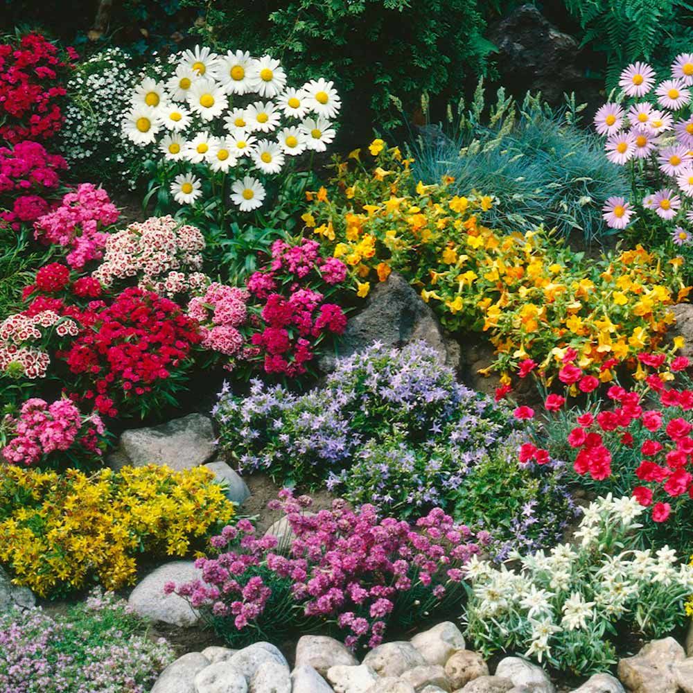 Mixed Color Perennial Flower Seeds for Planting – Heirloom, Non-GMO, Cut Flower Mix, High Germination