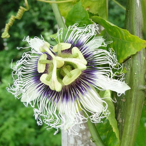 Flower Seeds, Seeds,Seeds For Planting,Plant Seeds