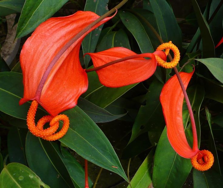 Flower Seeds, Seeds,Seeds For Planting,Plant Seeds