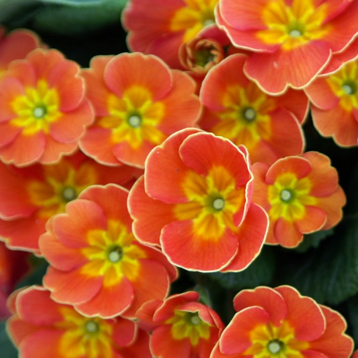 Orange Primula Malacoides Flower Seeds for Planting – Heirloom Non-GMO Organic Garden Seeds with High Germination