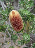 Banksia Flower Seeds for Planting – Heirloom, Non-GMO, High Germination Organic Garden Seeds
