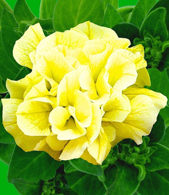 Yellow Double Petunia Flower Seeds for Planting – Heirloom, Non-GMO, High Germination, Premium Garden Blooms