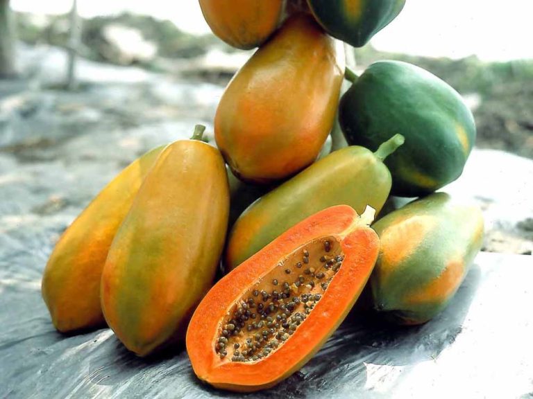 Tainung Mexican Papaya Fruit Seeds for Planting – Heirloom, Non-GMO, Tropical Sweet Garden Seeds