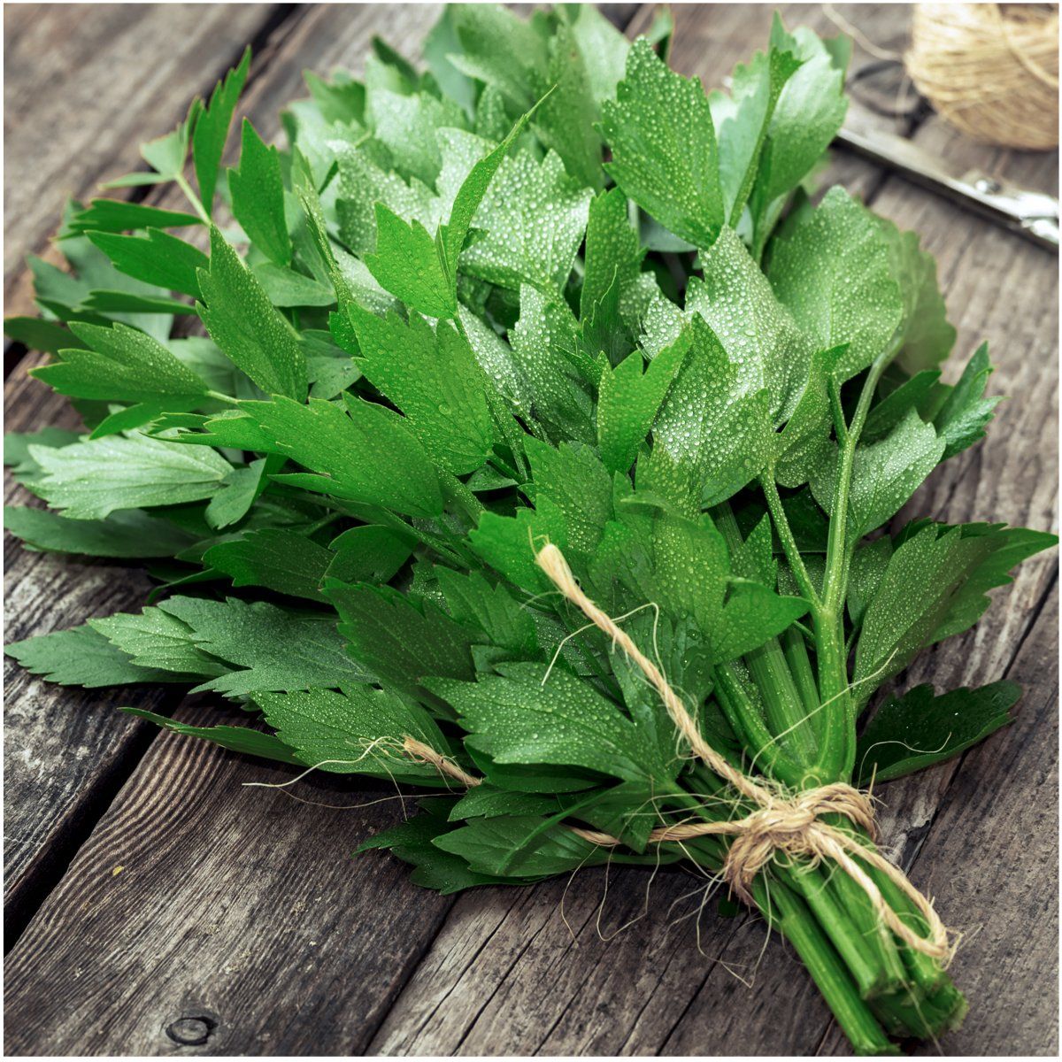 Lovage Herb Garden Herb seeds for Planting - Easy Care, Heirloom GMO Free Seeds for Garden 100pcs