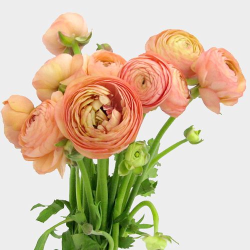 Peach Ranunculus Flower Seeds for Planting – Heirloom, Non-GMO, Drought Tolerant, High Germination