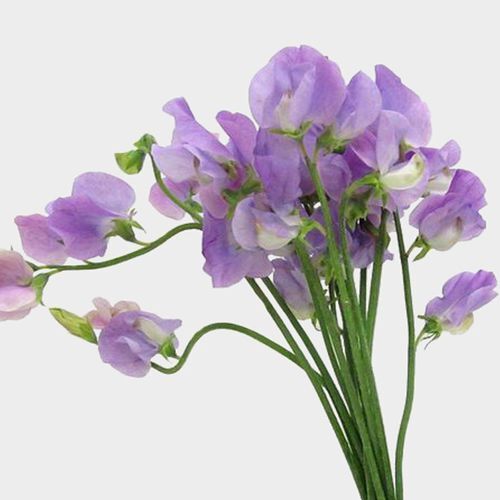 Lavender Sweet Pea Flower Seeds for Planting - Heirloom & Non-GMO Seeds, High Germination Organic Garden Seeds