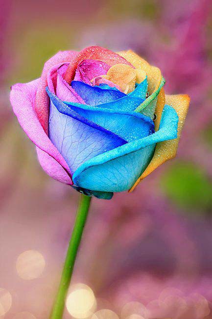 Rainbow Rose Flower Seeds for Planting – Easy to Grow, Heirloom & Non-GMO Home Garden Seeds