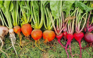 Orange Beet Seeds for Planting – Heirloom &amp; Non-GMO Vibrant and Colorful Culinary Variety