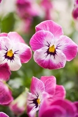 Pink White Pansy Flower Seeds for Planting – Colorful Display, Heirloom Non-GMO High Germination Garden Seeds