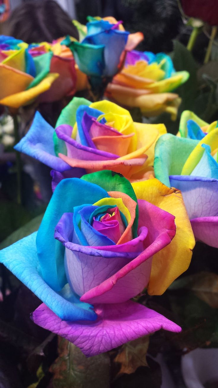 Multi-Color Rose Flower Seeds for Planting – Heirloom, Non-GMO, High Germination Organic Garden Seeds