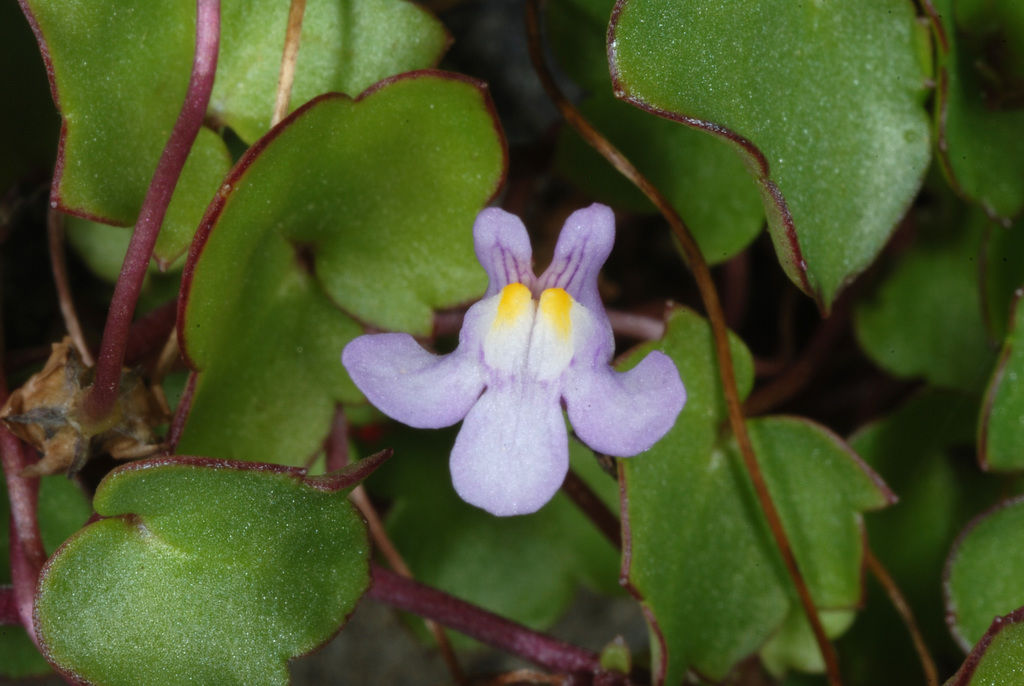 Cymbalaria Muralis Flower Seeds for Planting – Heirloom Non-GMO, High Germination Organic Garden Seeds