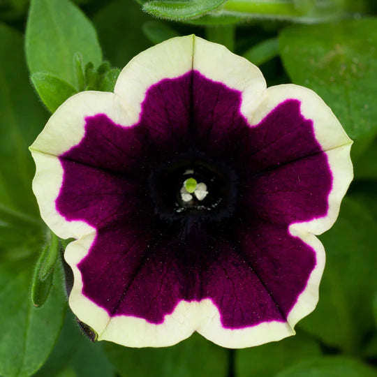 Dark Purple Magenta Petunia Flower Seeds for Planting – Heirloom, Non-GMO, Hardy Variety Organic Seeds