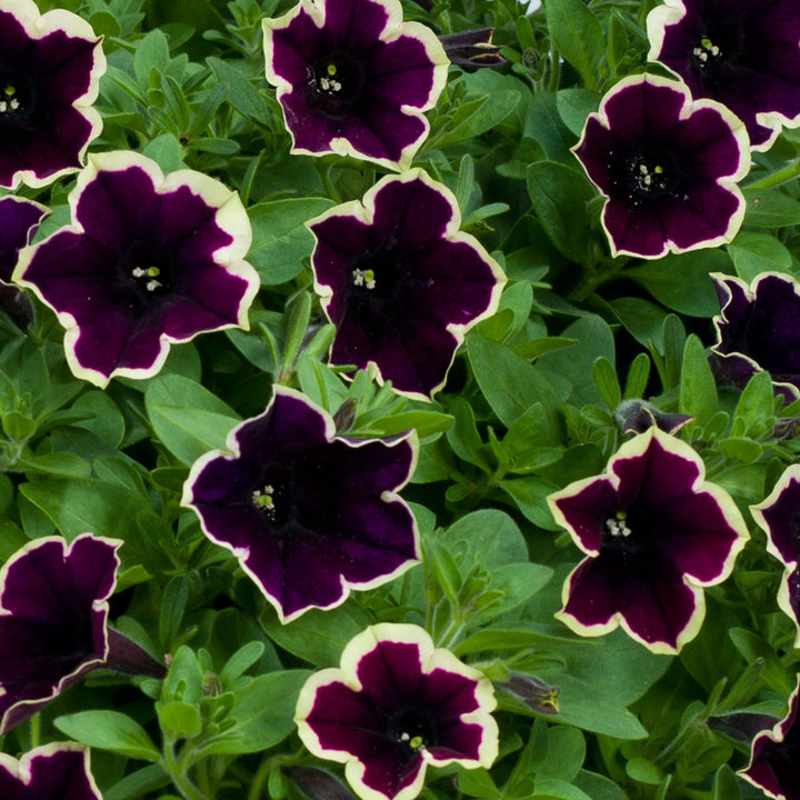 Flower Seeds, Seeds,Seeds For Planting,Plant Seeds