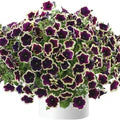 Dark Purple Magenta Petunia Flower Seeds for Planting – Heirloom, Non-GMO, Hardy Variety Organic Seeds