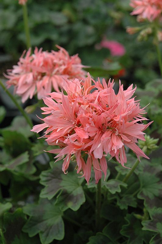 Pink Univalve Geranium Flower Seeds for Planting – Pollinator Friendly Heirloom Non-GMO High Germination Garden Seeds