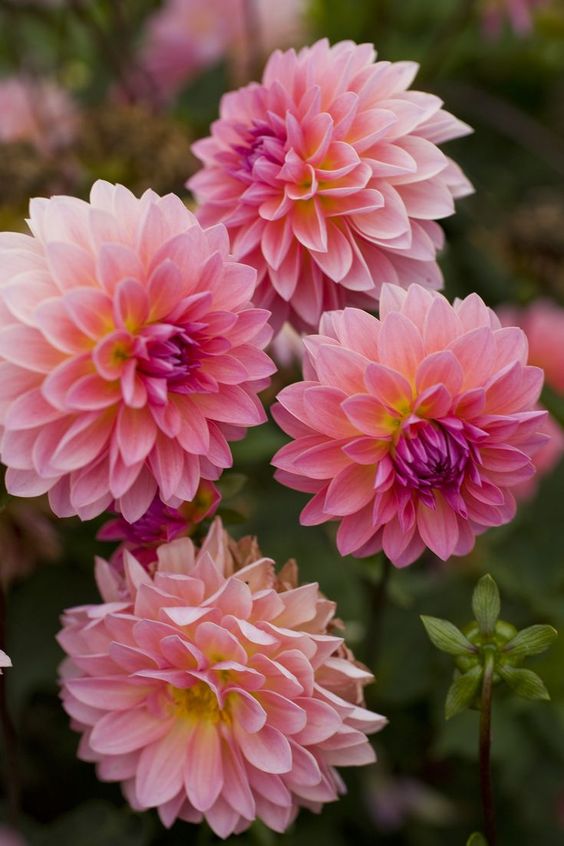 Green Pink Dahlia Flower Seeds for Planting – Wildflower Mix, Heirloom, Non-GMO, High Germination Organic Garden Seeds