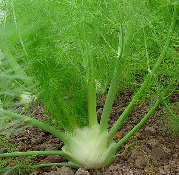 Fennel Herb Seeds – Heirloom, Non-GMO Seeds for Indoor & Outdoor Garden Planting