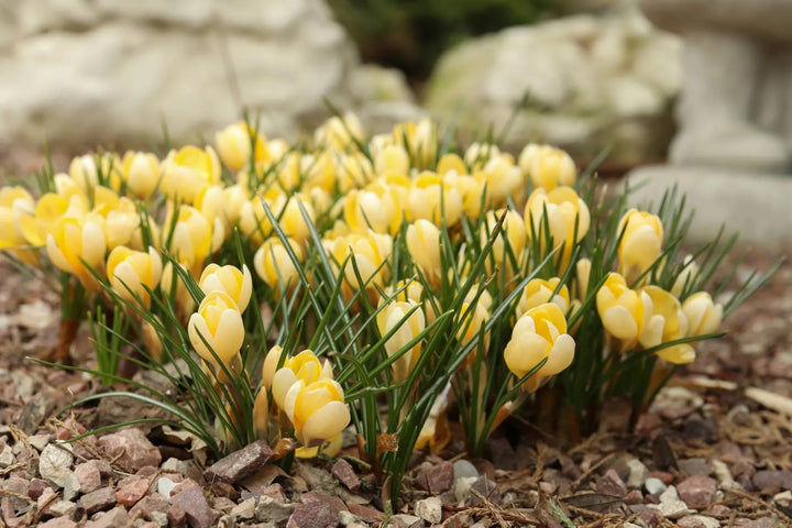 Light Yellow Crocus Flower Seeds for Planting – Heirloom, Non-GMO, Colorful Display, High Germination