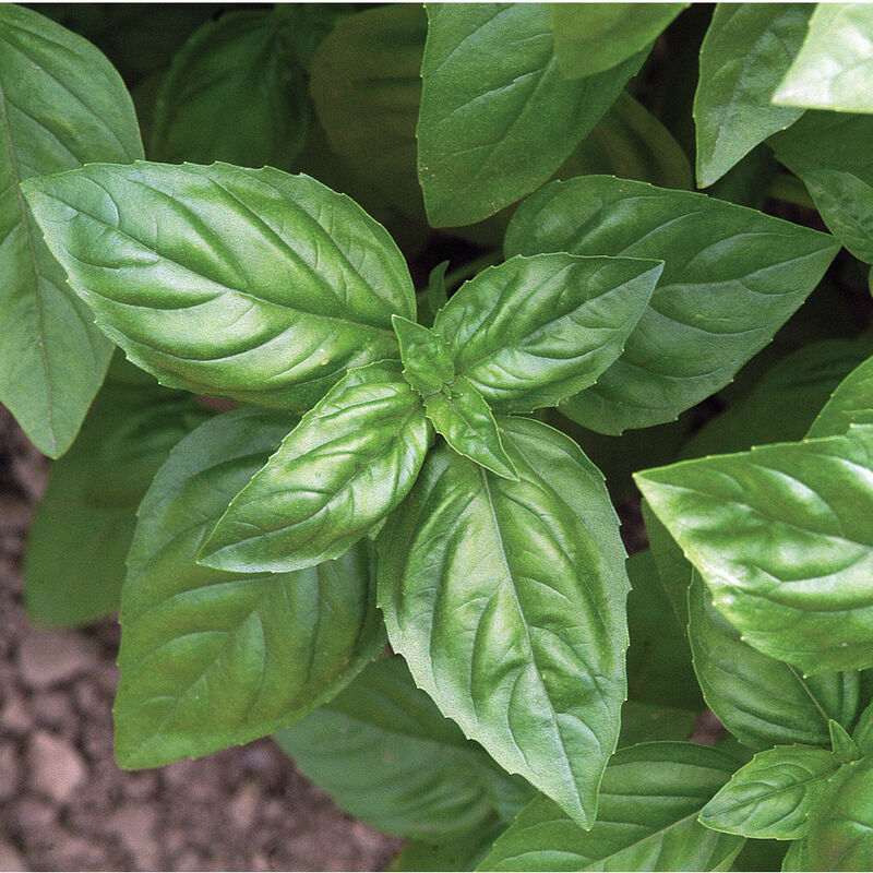 Genovese Basil Herb seeds – Heirloom, Non-GMO seeds for Planting in Home Garden