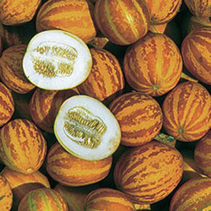 Pocket Melon fruit seeds for planting - Heirloom & Non-GMO Garden seeds, small fragrant melons for home gardens