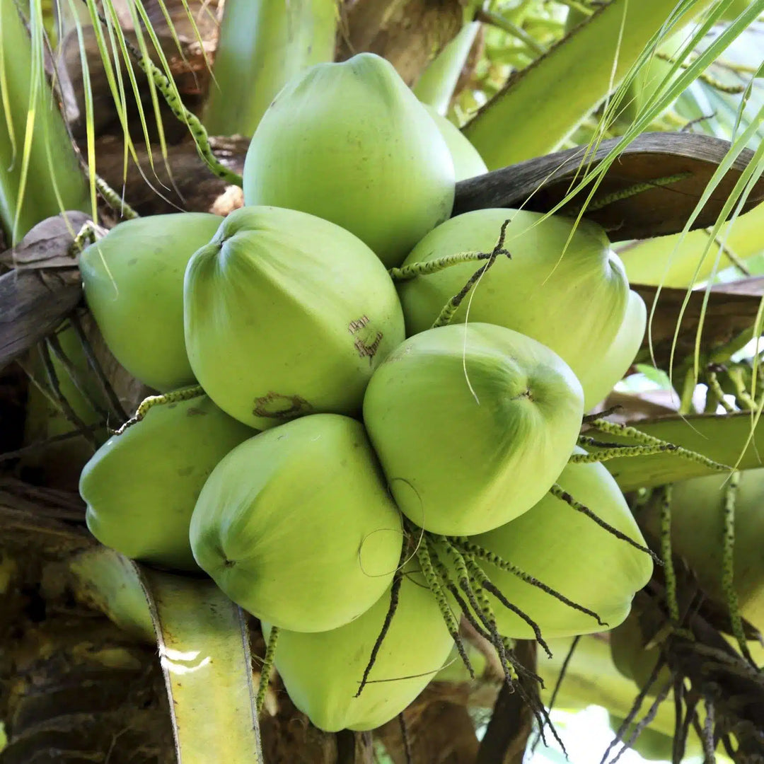 Tropical Coconut Fruit Seeds for Planting – Heirloom, Non-GMO Hardy Exotic Garden Tree Seeds