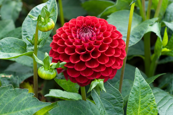 Light Red Dahlia Flower Seeds for Planting – Heirloom, Non-GMO, High Germination Organic Garden Seeds