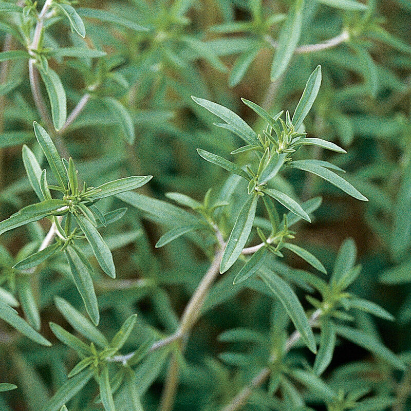 Green Savory Herb Seeds for Planting – Heirloom, Non-GMO, Organic Garden Seeds with High Germination