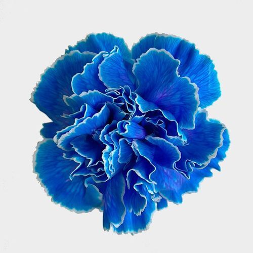 Blue Carnation Flower Seeds for Planting – Drought Tolerant, Heirloom Non-GMO High Germination Organic Garden Seeds