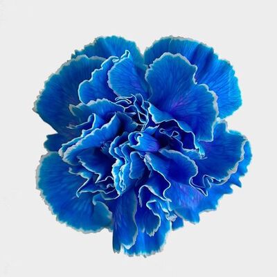 Dark Blue Carnation Flower seeds for Planting – Fragrant Blossoms, Heirloom, Non-GMO Home Garden