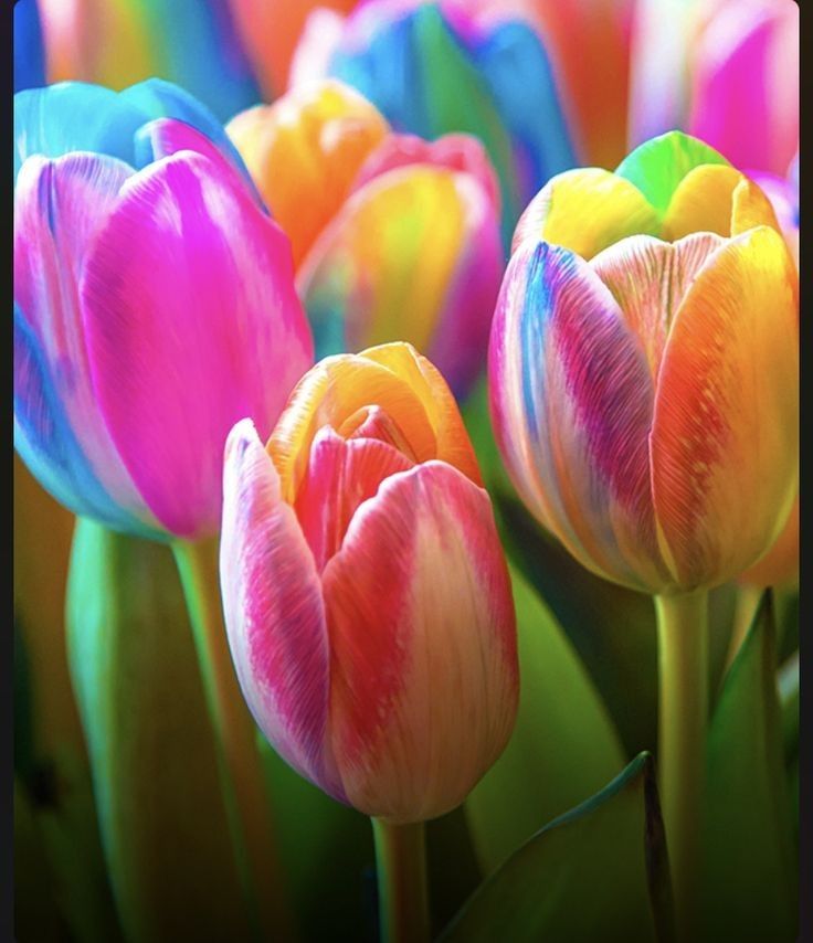 Multi-Colour Tulip Flower Seeds for Planting – Heirloom, Non-GMO, Vibrant Colors, High Germination