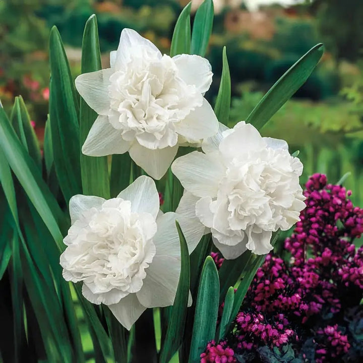 White Double Daffodil Flower Seeds for Planting – Heirloom, Non-GMO, High Germination, Organic Garden Seeds
