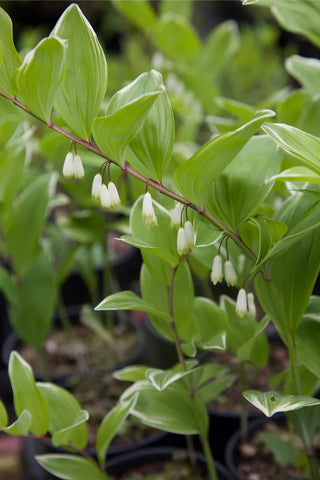 Flower Seeds, Seeds,Seeds For Planting,Plant Seeds