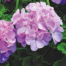 Geranium Purple White Flower Seeds for Planting – Heirloom, Non-GMO, High Germination Organic Garden Seeds (100pcs)