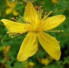 St. John’s Wort Seeds (Hypericum perforatum) for Planting – Heirloom, Non-GMO Medicinal Herb for Mood Support & Pollinator Gardens