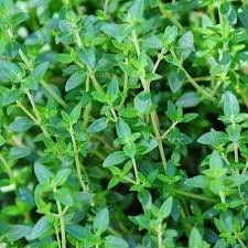 Common Thyme Herb Seeds for Planting – Heirloom, Non-GMO Culinary & Medicinal Garden Essential