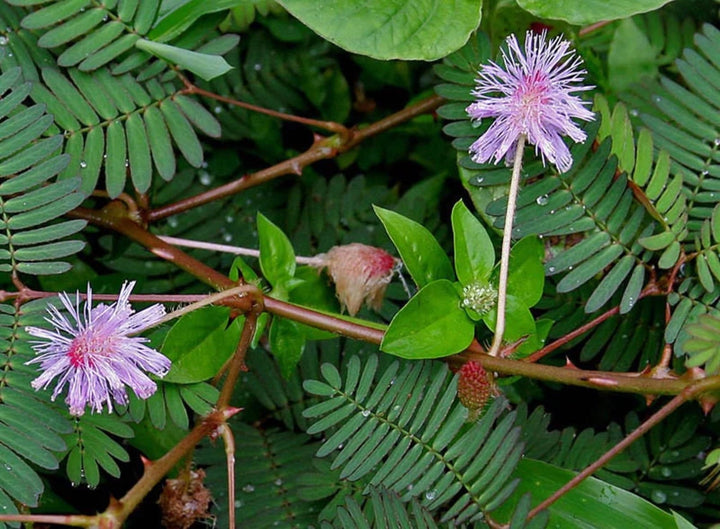 Flower Seeds, Seeds,Seeds For Planting,Plant Seeds