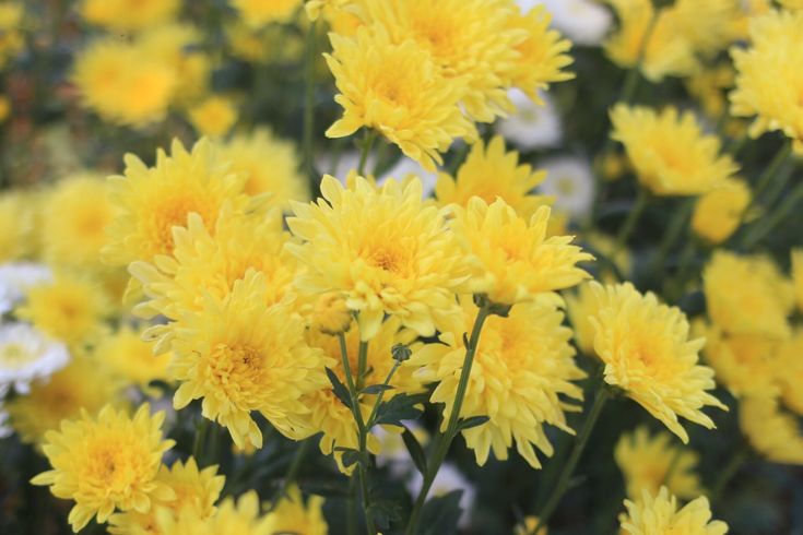 Lemon Yellow Aster Flower Seeds for Planting – Heirloom Non-GMO High Germination Organic Garden Seeds