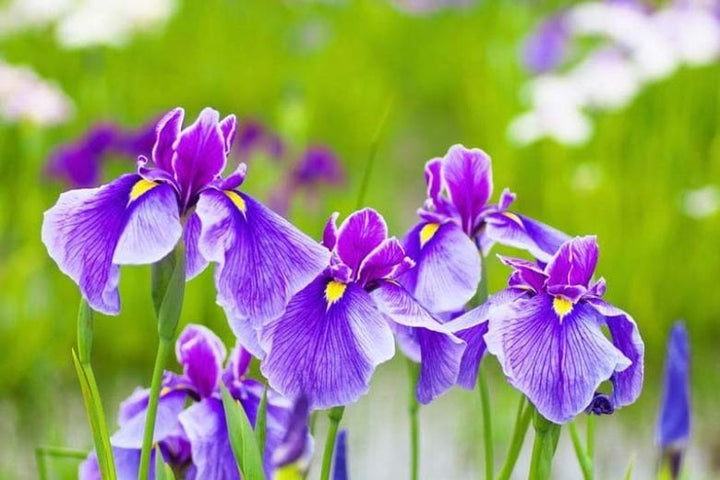 Japanese Iris Flower Seeds for Planting – Vibrant Colors, Heirloom, Non-GMO, High Germination